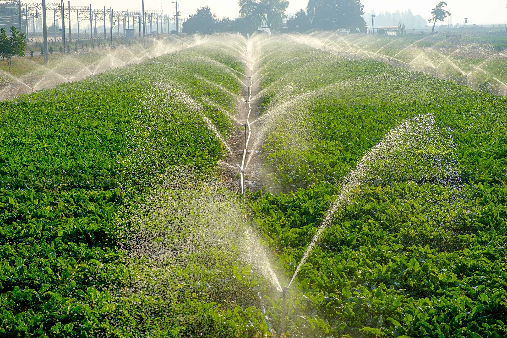 Yağmurlama sistemleri